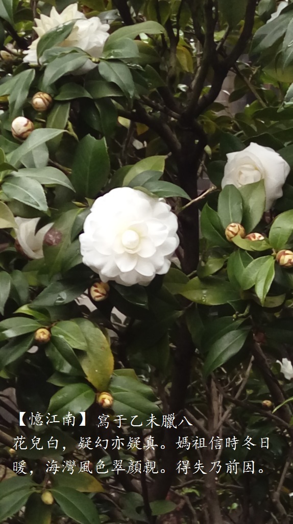 白茶花.jpg