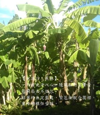 蕉林a.jpg