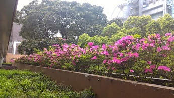 flower.jpg