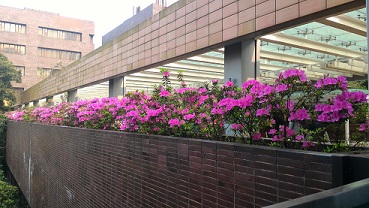 flower 2.jpg