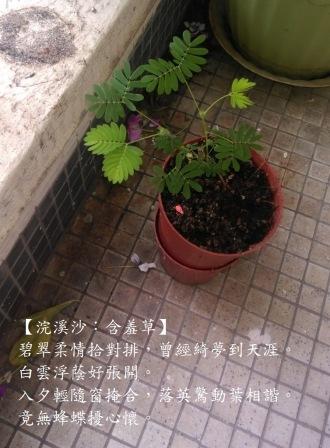 含羞草~a.jpg