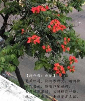 刺桐-1.jpg