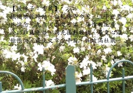 杜鵑-1.jpg