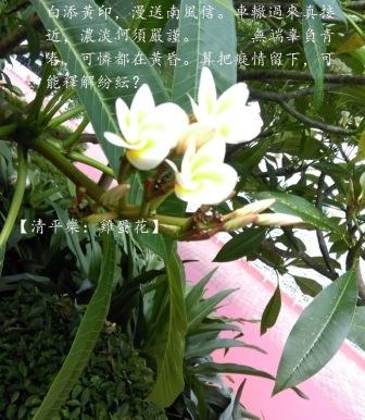 雞蛋花a.jpg