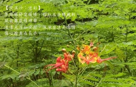 迷彩1.jpg