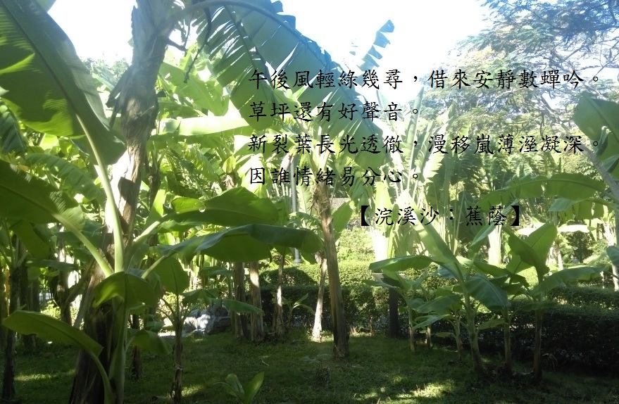 蕉蔭.jpg