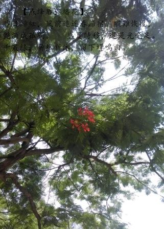 繙花1.jpg