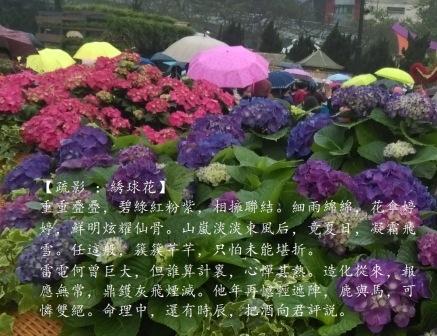 綉球花1.jpg