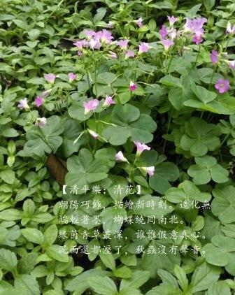 清花1.jpg