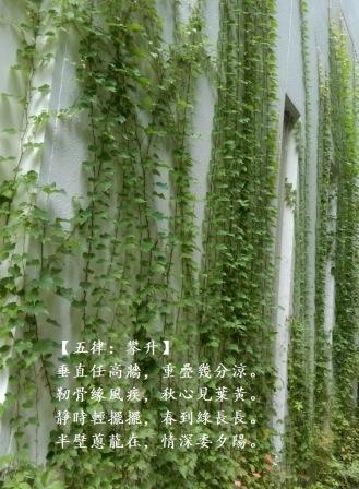 攀升a.jpg