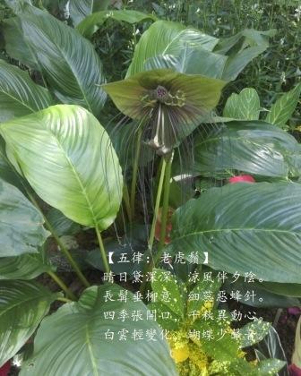 老虎鬚.jpg