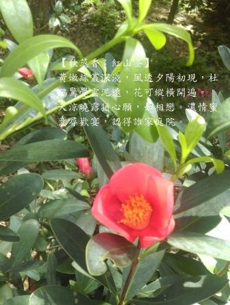 杜鵑紅山茶a.jpg