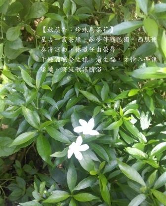 珍珠馬茶花1.jpg