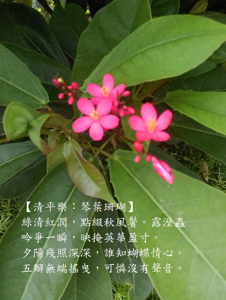 琴葉珊瑚.jpg