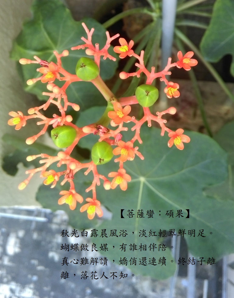 碩果.jpg