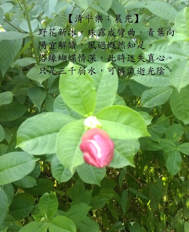 晨光1.jpg