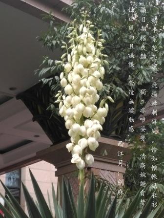 劍麻花1a.jpg