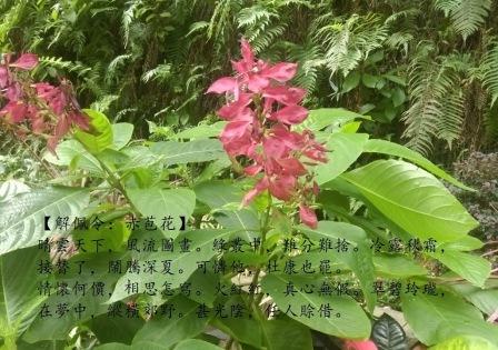赤苞花1.jpg