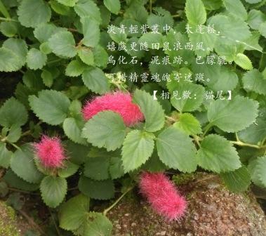 貓尾花1.jpg