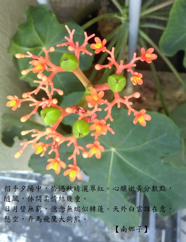 碩果.jpg