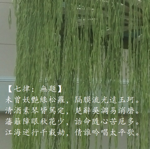 松蘿.jpg