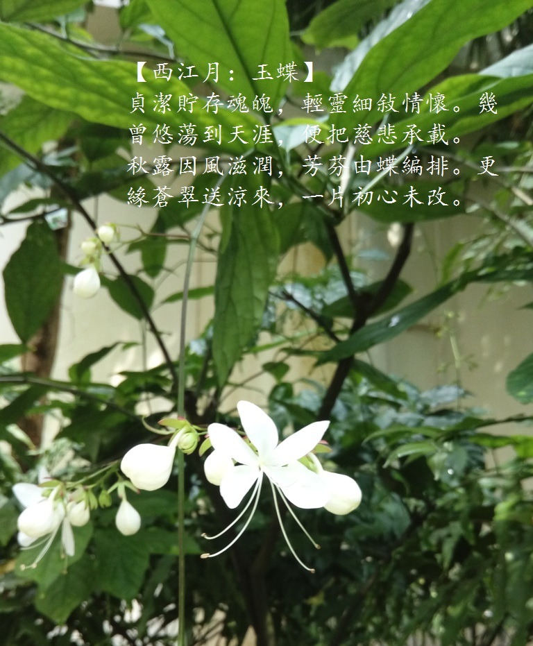 玉蝶.jpg