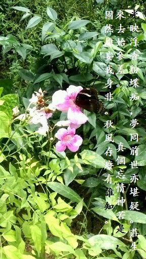 紫芸藤.jpg