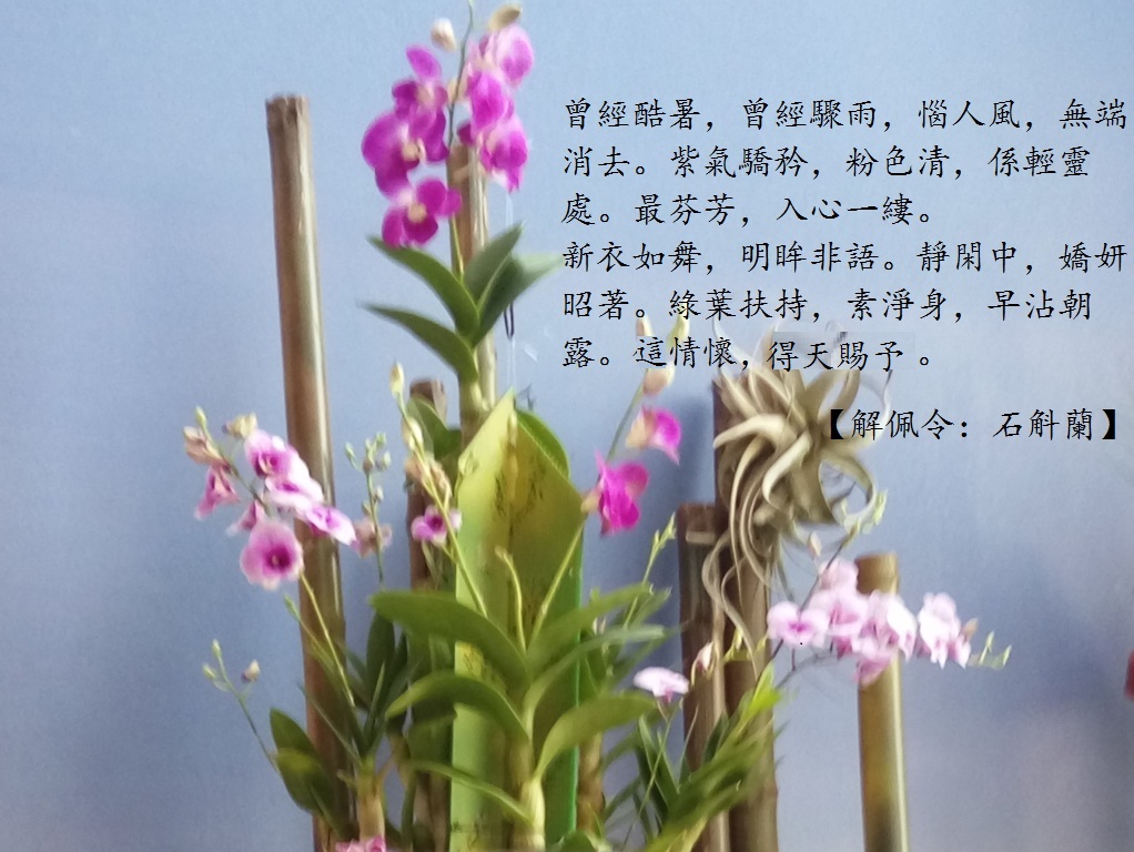 石斛蘭.jpg