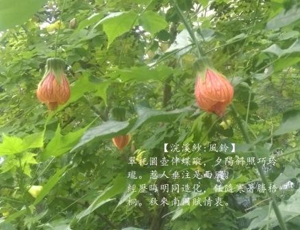 風鈴花.jpg