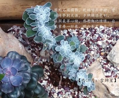 雪錦星.jpg