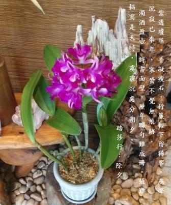 蘭花.jpg