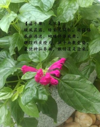 紅花鼠尾草.jpg