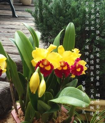 蘭花1a.jpg