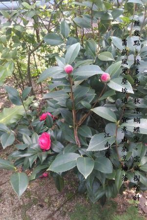 野茶花.jpg