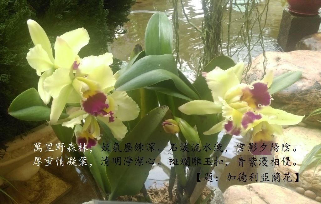 加德=0.jpg