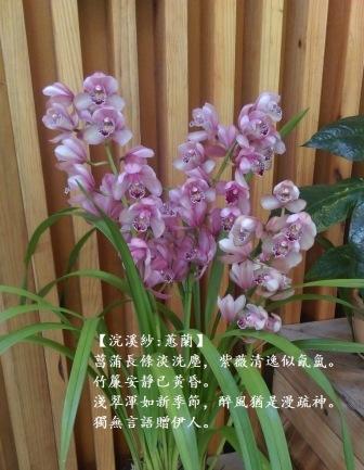 蕙蘭1.jpg