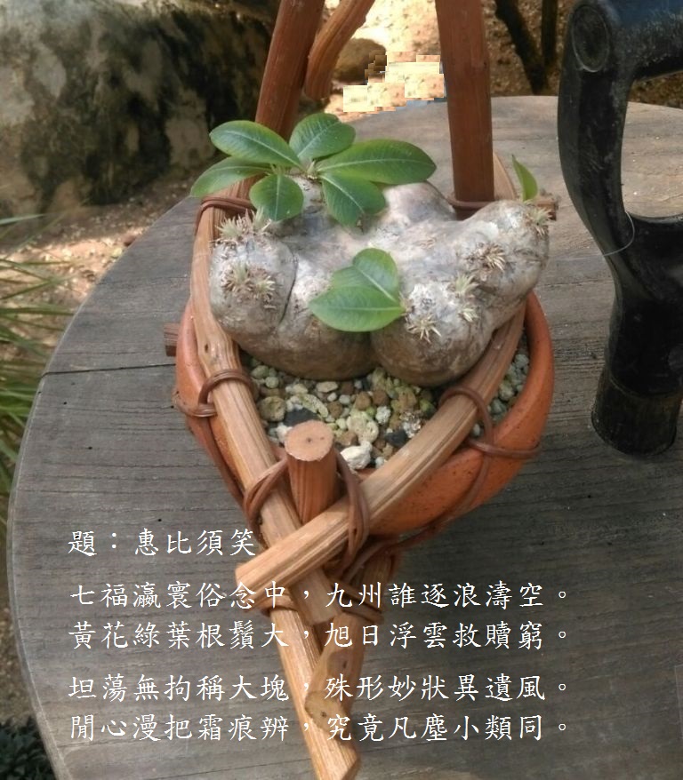 惠比須笑.jpg
