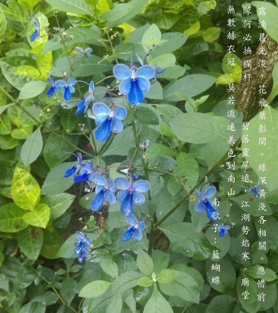 藍蝴蝶.jpg