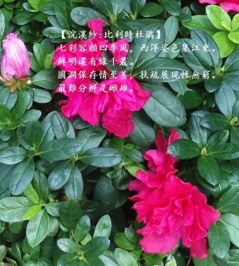 比利時杜鵑1.jpg