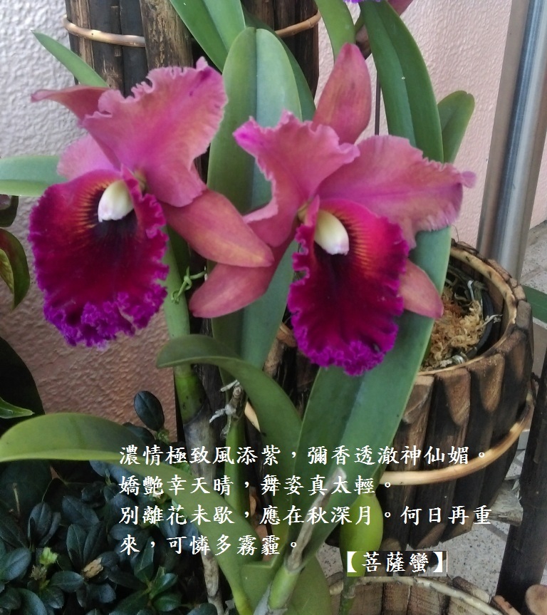 紫一雙.jpg