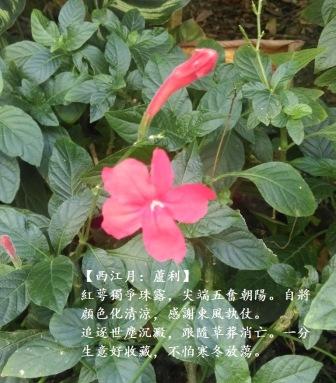 蘆莉1.jpg
