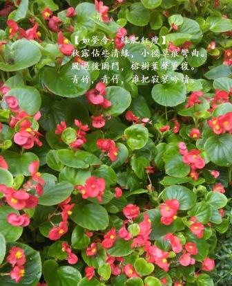綠肥紅瘦1.jpg