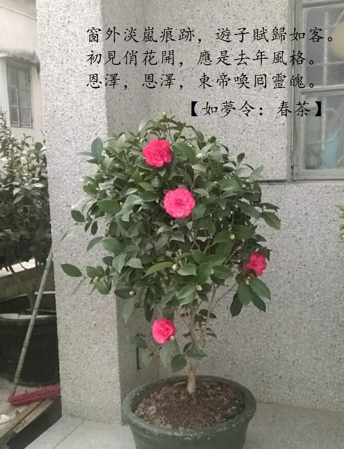 家茶.jpg