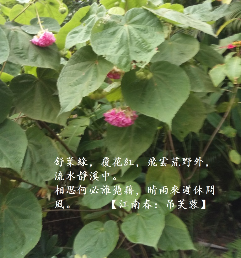 吊芙蓉.jpg