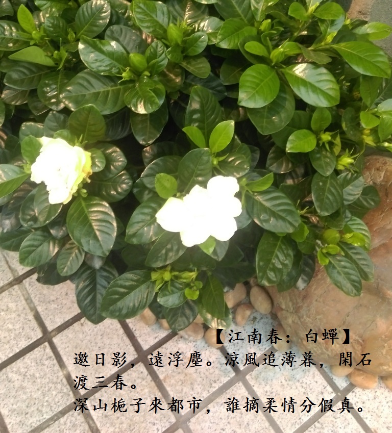 白蟬.jpg