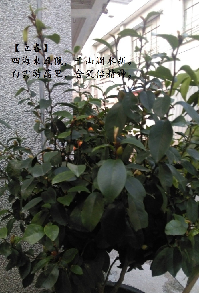 含笑.jpg