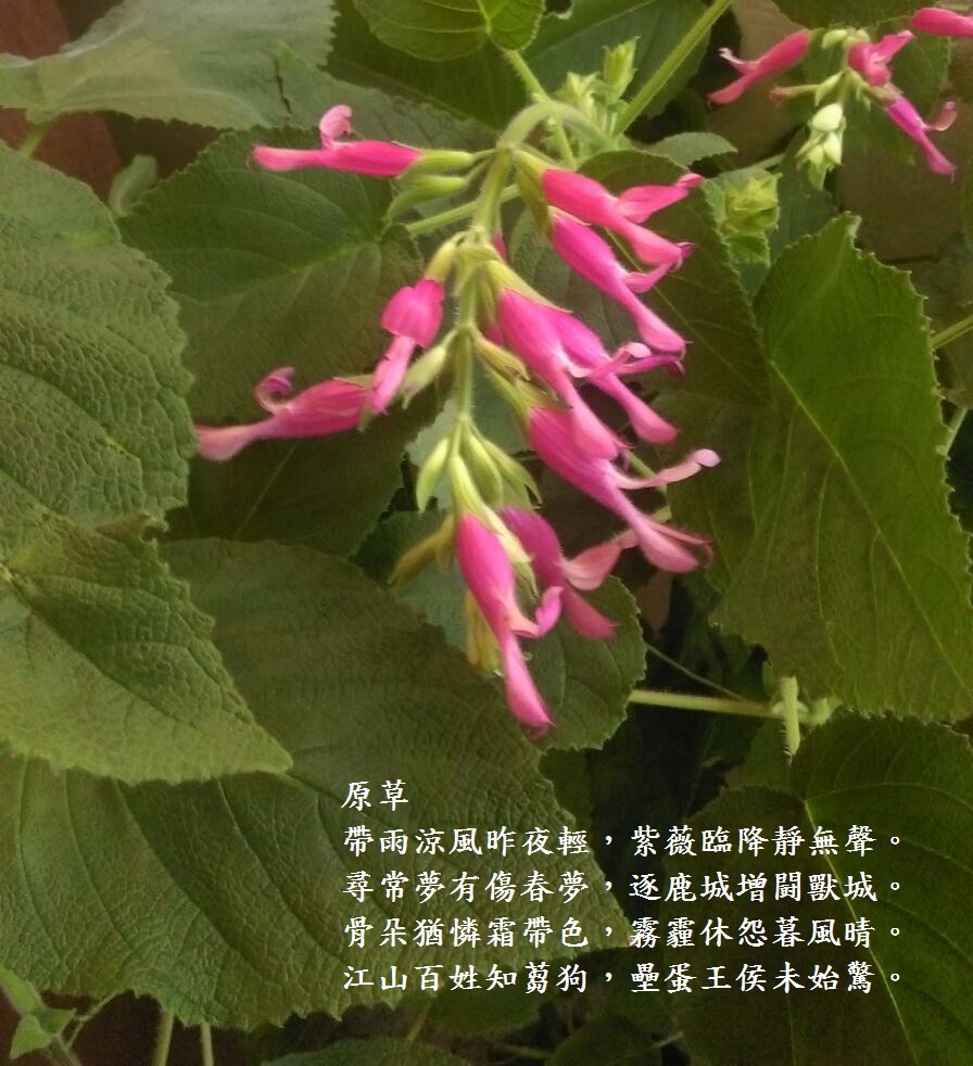 原草.jpg
