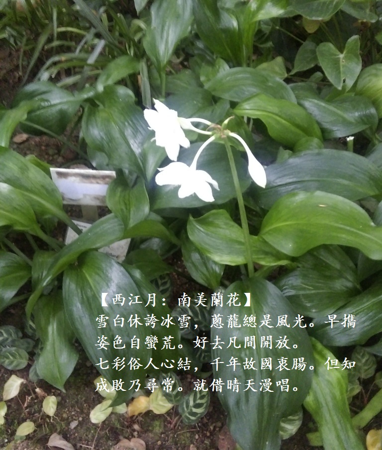 南美蘭花.jpg