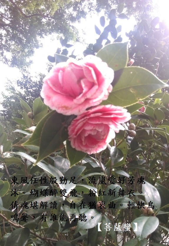 並蒂花.jpg