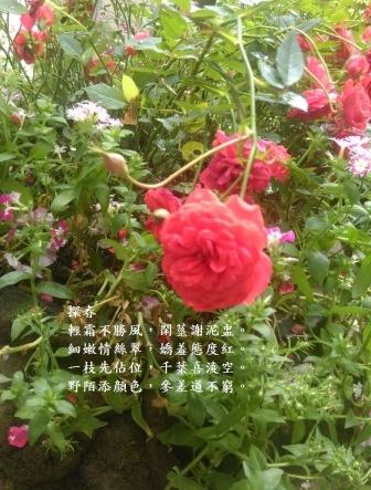 探春a.jpg